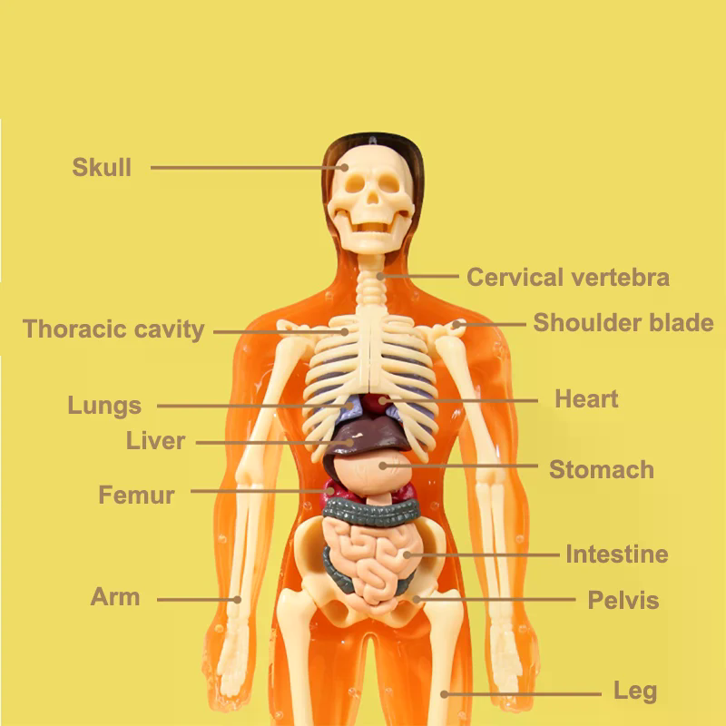 3D Human Skeleton Organ Anatom - Kids Education Kit recension och pris