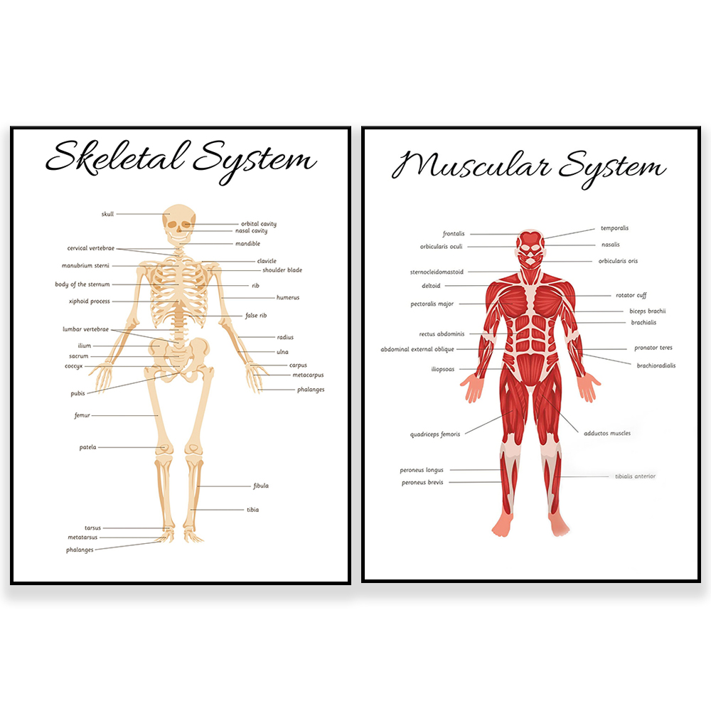 SKELETAL SYSTEM •   Educationa - Kids Education System recension och pris